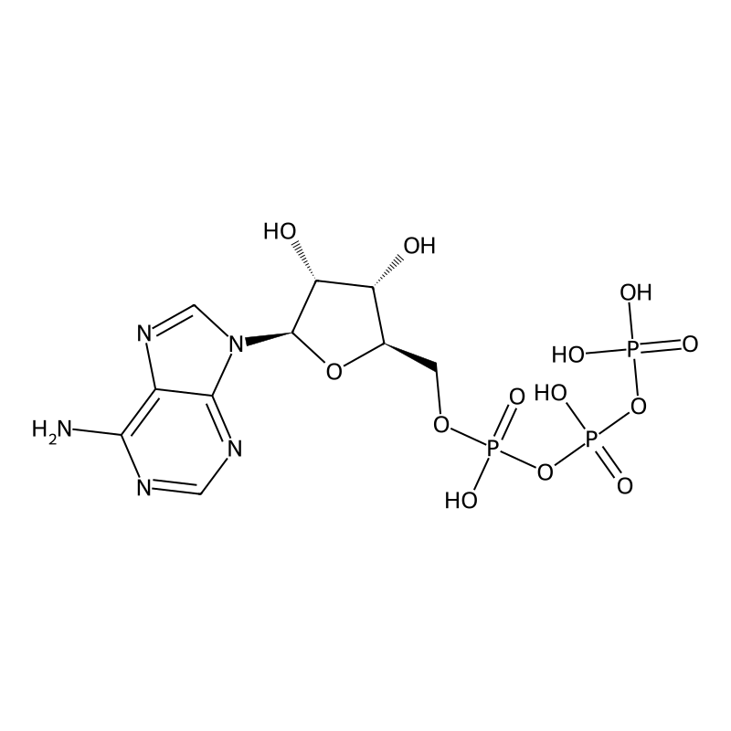 Adenosine-5'-triphosphate