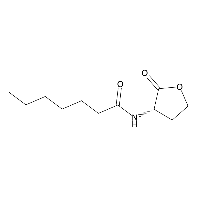 N-Heptanoylhomoserine lactone