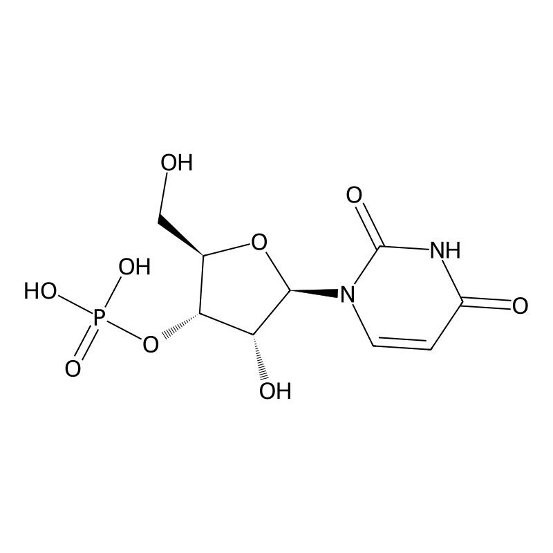 3'-Uridylic acid