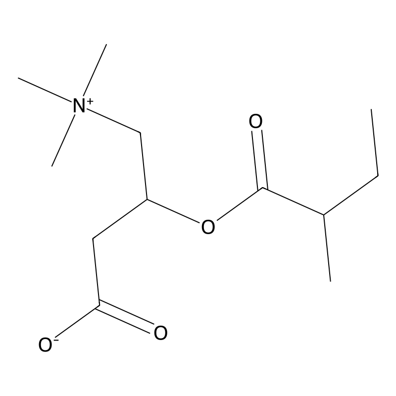 2-Methylbutyroylcarnitine