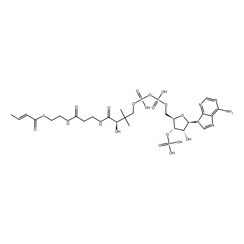 crotonoyl-CoA