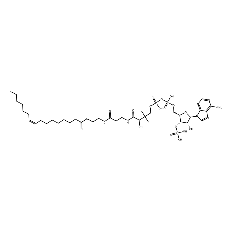 palmitoleoyl-CoA