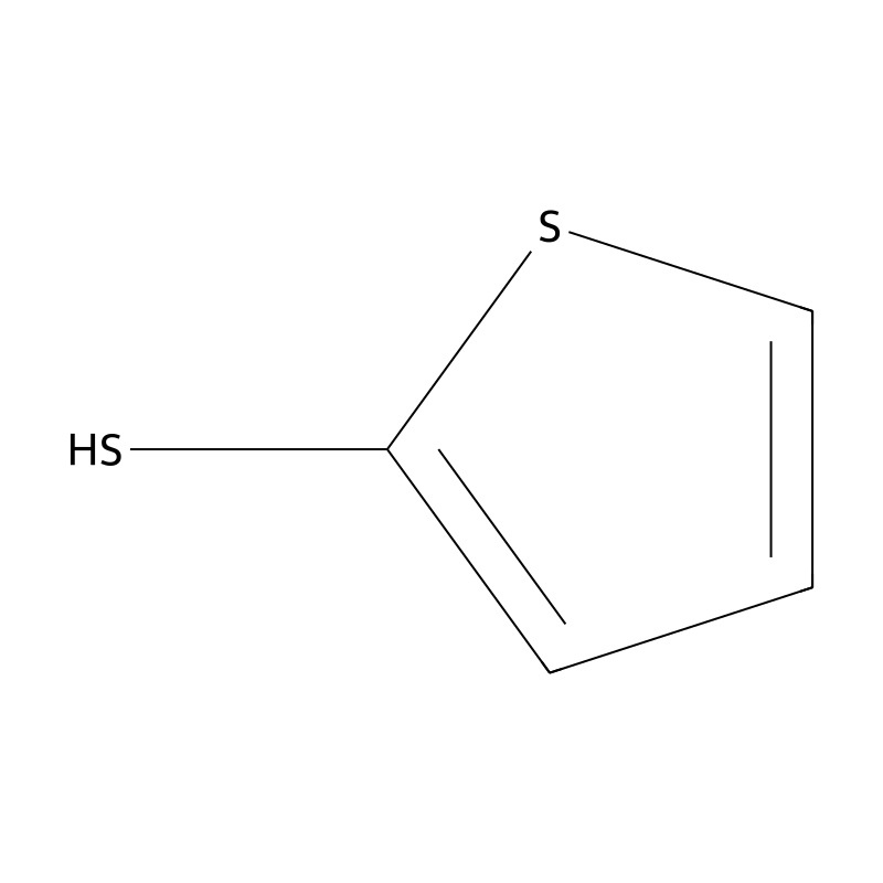 Thiophene-2-thiol