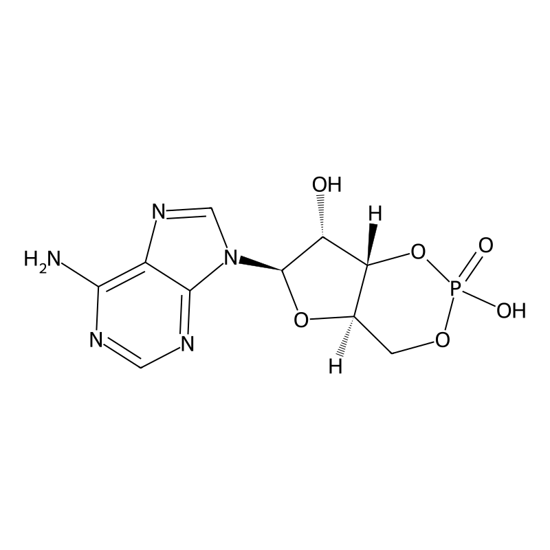 Cyclic AMP