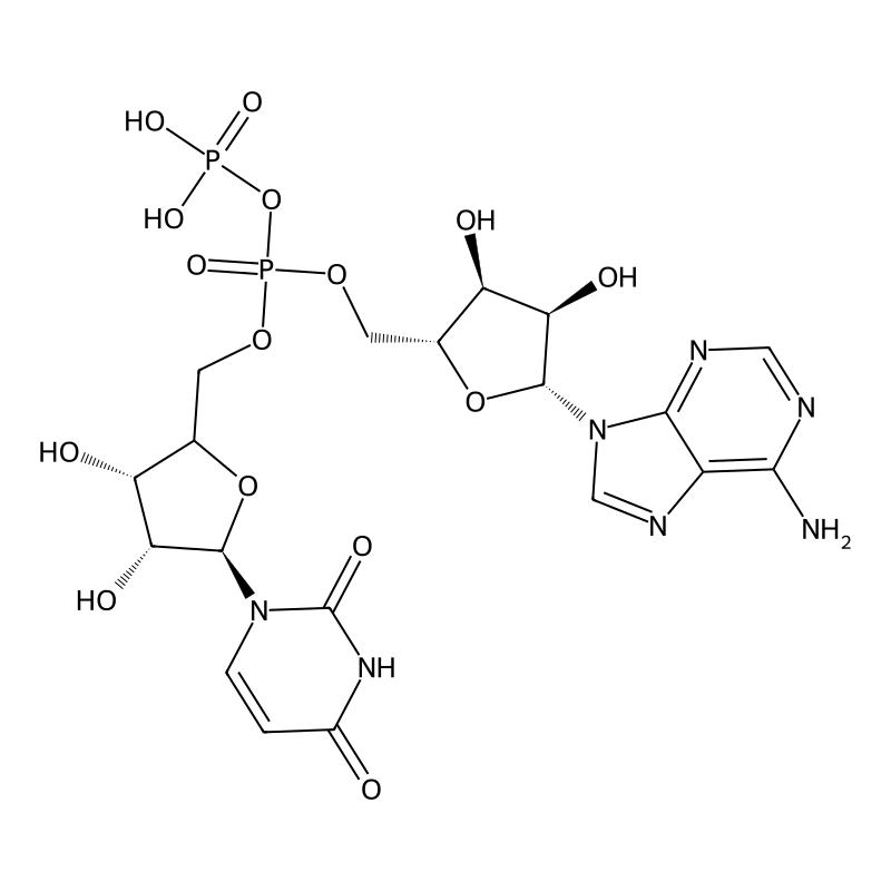 Uridine diphosphate adenosine